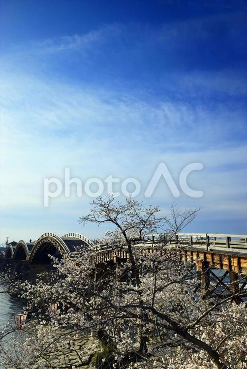 岩国　錦帯橋の桜 錦帯橋,桜,さくらの写真素材