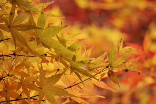 紅葉 秋色,秋,染まるの写真素材