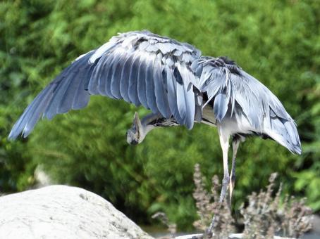 A grey heron grooming itself, JPG