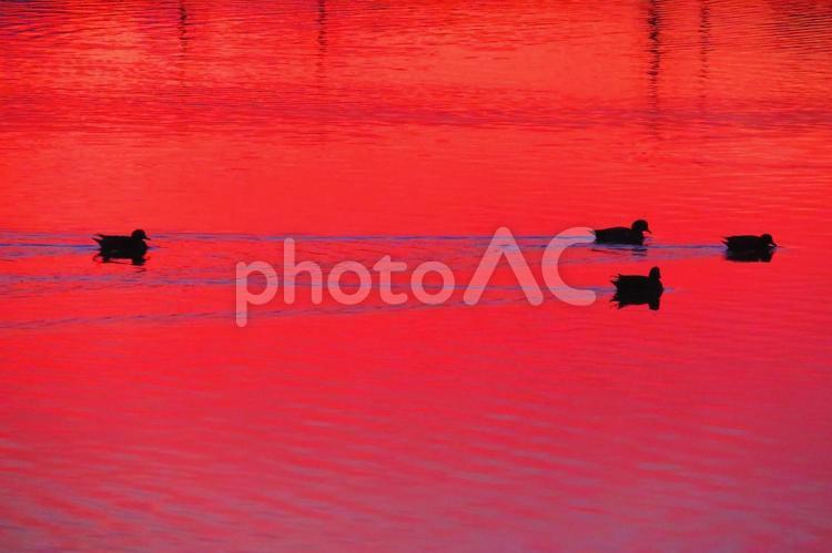 １１月上旬の大池の朝焼けの中の水鳥 背景,水鳥,野鳥の写真素材
