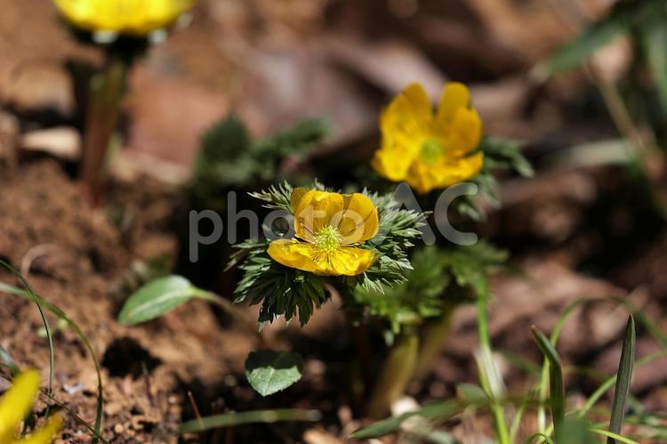 開きかけた福寿草の花 福寿草,花,植物の写真素材