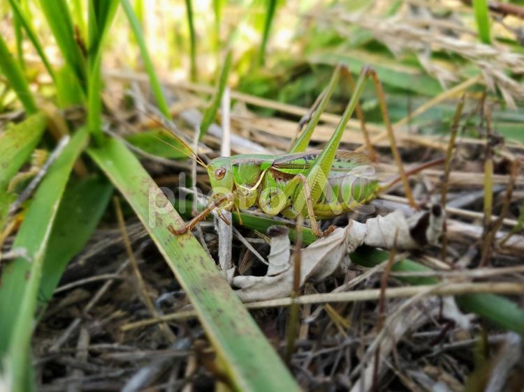 草刈り中に見つけたキリギリスのメス キリギリス,虫,昆虫の写真素材