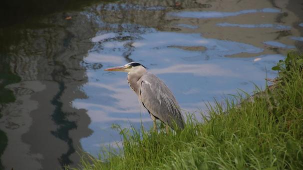 アオサギの写真