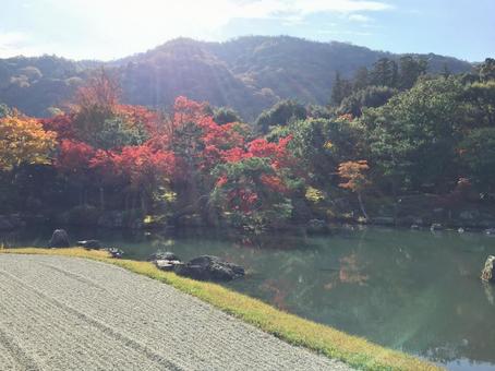 秋の京都 天龍寺の曹源池庭園 池 紅葉 秋の京都 天龍寺の曹源池庭園 池 紅葉の写真