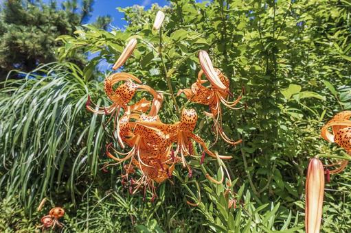 Tiger lily flower, JPG Tiger lily flower, JPG