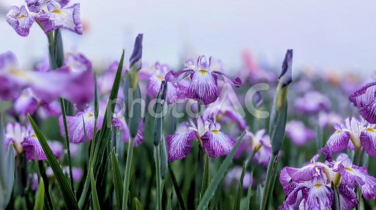 瑞々しいアヤメ、梅雨の庭園 アヤメ,菖蒲,花の写真素材
