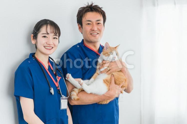 猫・ペットを抱く動物病院の男女の獣医師 獣医,動物病院,獣医師の写真素材