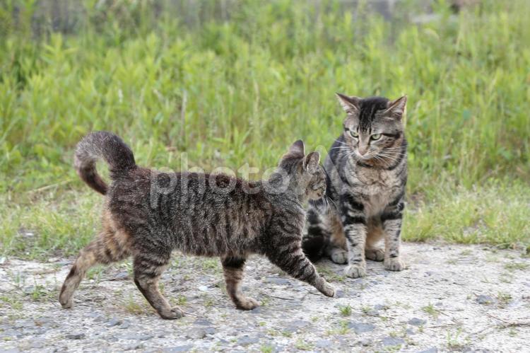 猫2匹が草むらで仲良くしている 猫,野良猫,保護猫の写真素材