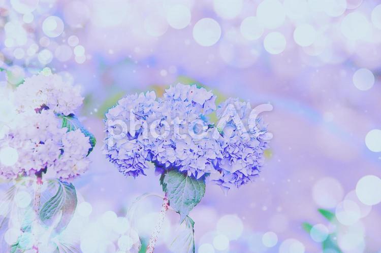 花の幻想　光のアジサイ アジサイ,紫陽花,咲き始めの写真素材