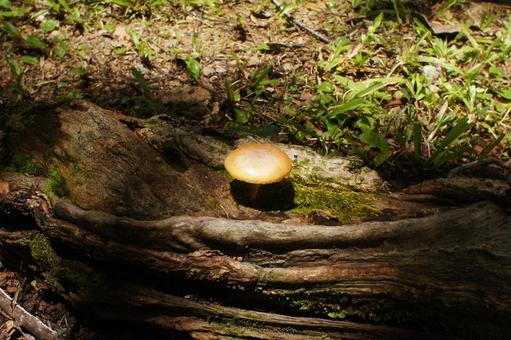 Photo, velvet, mushroom, moss, 