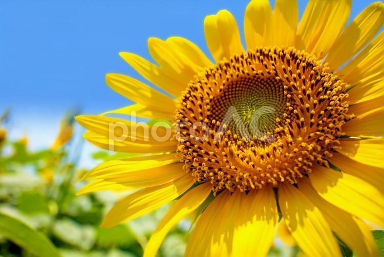満開のひまわりと青空 夏のイメージ ひまわり,夏,太陽の写真素材