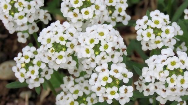 白い花 スイートアリッサム 白い花 スイートアリッサムの写真