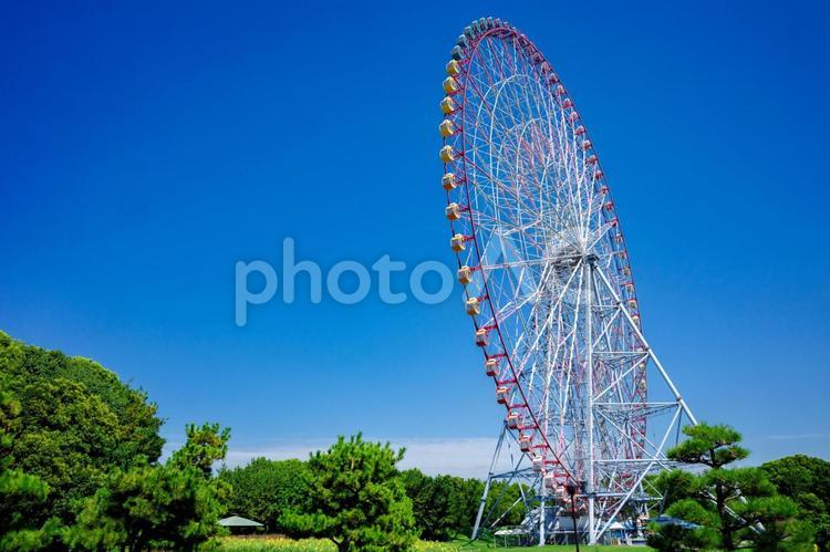 葛西臨海公園のひまわり畑2025夏10 葛西臨海公園,大観覧車,ひまわりの写真素材