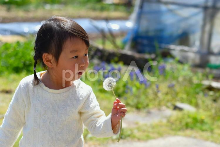 タンポポの綿毛を持っている女の子 タンポポ,タンポポの綿毛,子供の写真素材