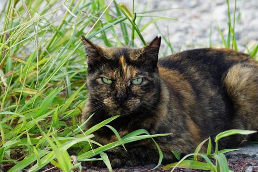 ねこ ねこの写真