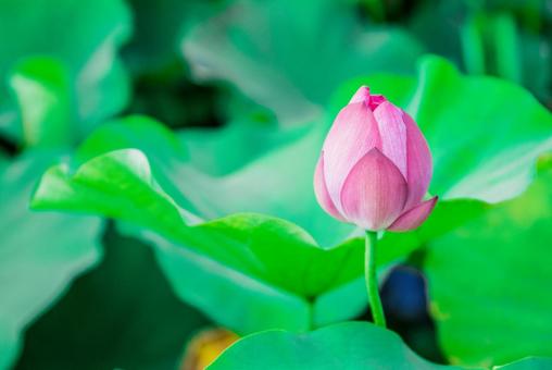 【花・植物】ハスの花 【花・植物】ハスの花の写真
