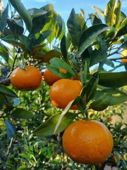 みかん早生1 みかん,果物,木の写真素材