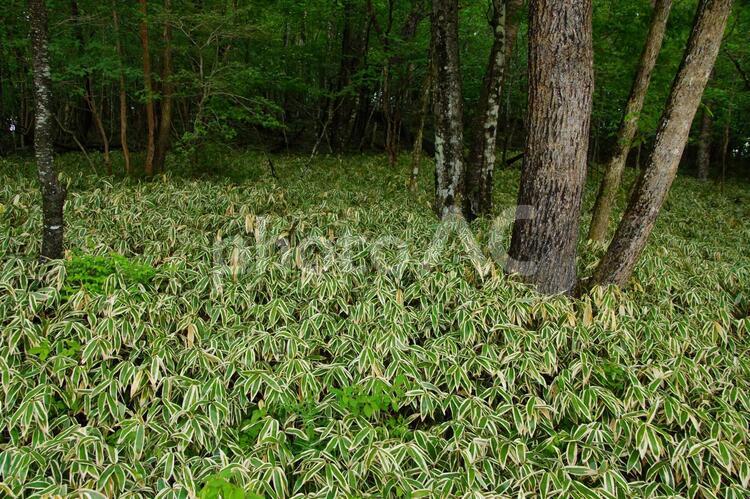 緑色のクマザサの林 緑色,背景,テクスチャの写真素材