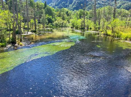 夏の上高地 岳沢湿原 夏の上高地 岳沢湿原 岳沢湿原,湿原,上高地の写真素材
