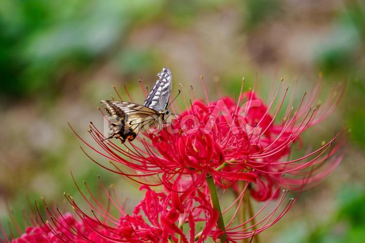 彼岸花とキアゲハ⑴ 花,彼岸花,曼珠沙華の写真素材