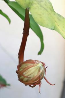 月下美人つぼみ 植物,花,つぼみの写真素材