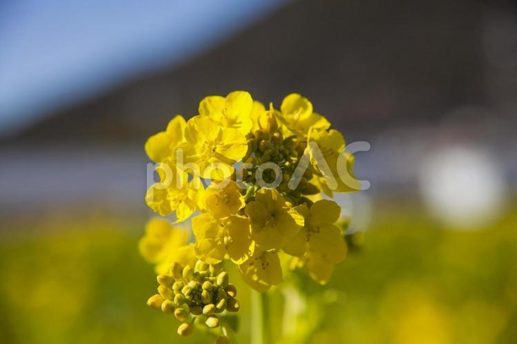 菜の花まつり66（田原市加治町） 菜の花,菜の花まつり,田原市の写真素材