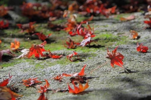 Falling autumn leaves-1, JPG
