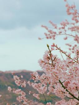 桜 桜の写真