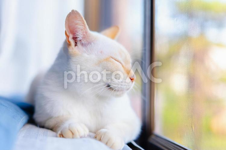 くつろぐかわいい白猫 のんびり,リラックス,まったりの写真素材