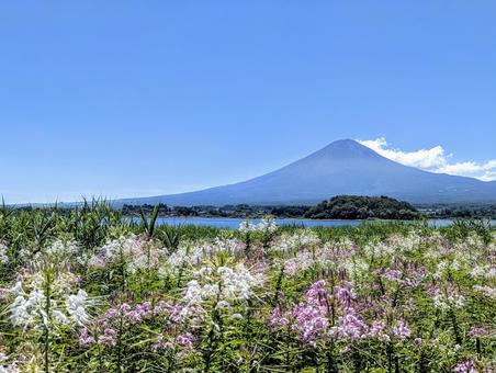 クレオメと夏の河口湖 クレオメと夏の河口湖 富士山,河口湖,夏の写真素材