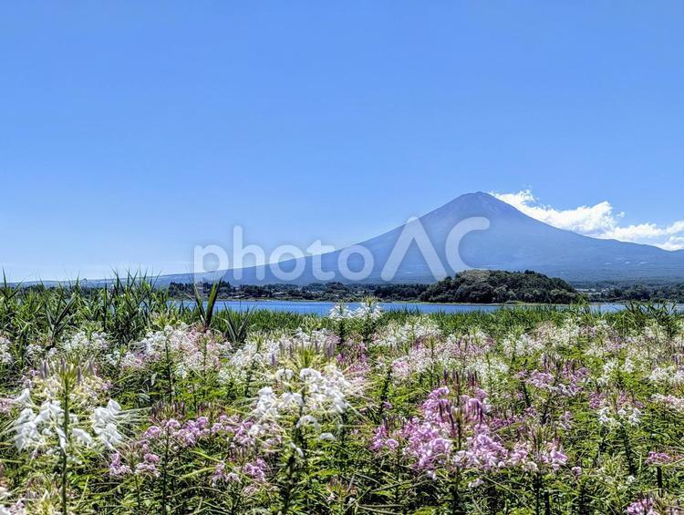 クレオメと夏の河口湖 富士山,河口湖,夏の写真素材