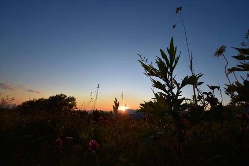 沈む夕日と、夕暮れの草花のシルエット﻿ 夕暮れ,夕方,夕日の写真素材