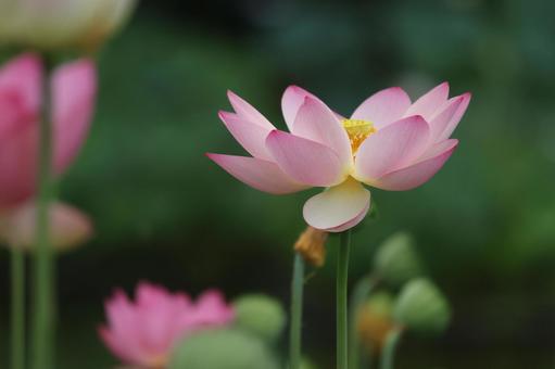 Photo, lotus flower, lotus, bald, 