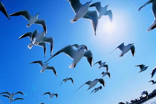 Photo, seagull, uricamome, summer, 