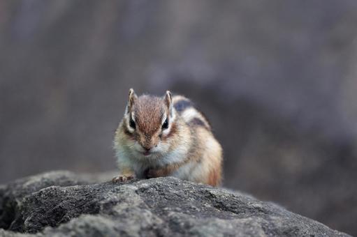 岩の上でたたずむシマリス(正面) 岩の上でたたずむシマリス(正面)の写真