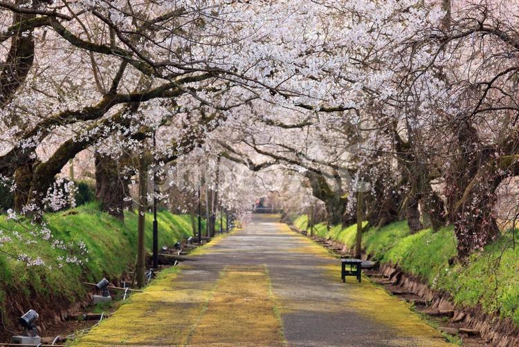 徳佐のしだれ桜  桜,桜並木,しだれ桜の写真素材