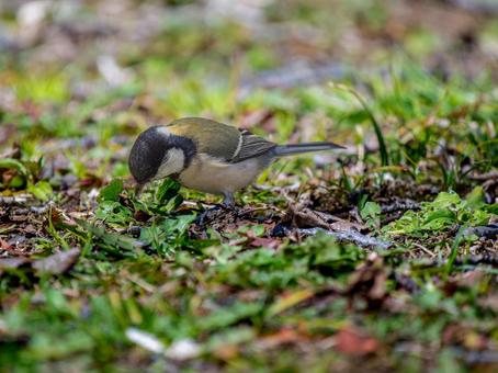 地面を歩くシジュウカラ 地面を歩くシジュウカラの写真