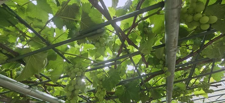 未熟な葡萄棚 未熟な葡萄棚 ぶどう,葡萄,未熟の写真素材