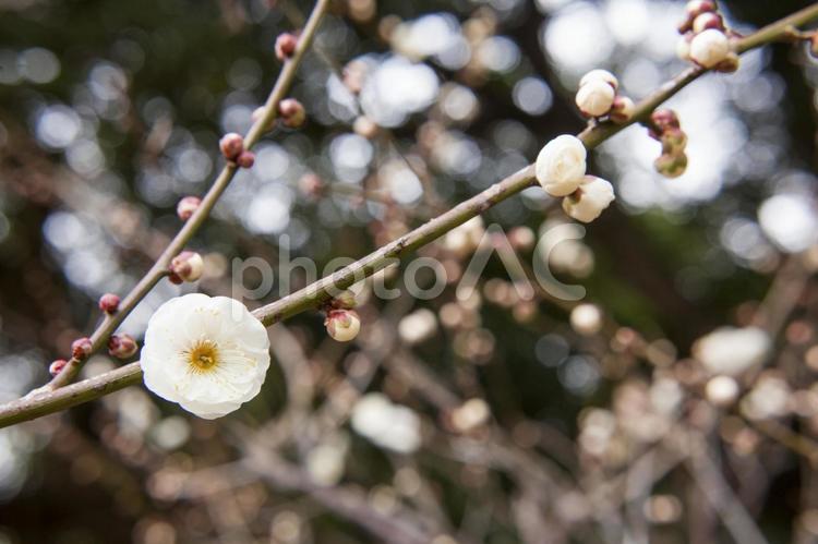 農業公園の梅4（田原市） 梅,白梅,梅の花の写真素材