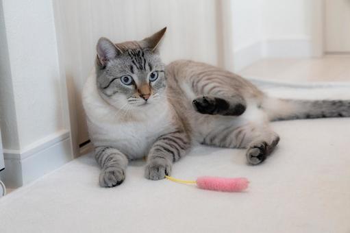 おもちゃと青い目の猫 おもちゃと青い目の猫の写真