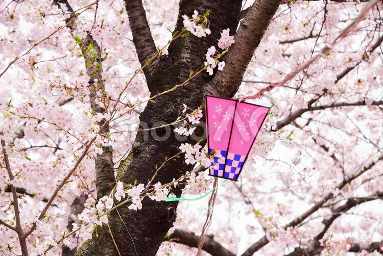 お花見・桜咲く 桜,ソメイヨシノ,満開の写真素材