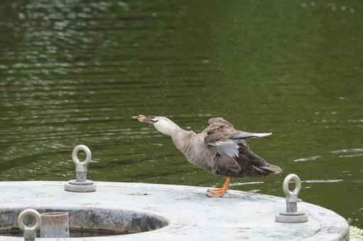 カルガモ カルガモ,鳥,野鳥の写真素材