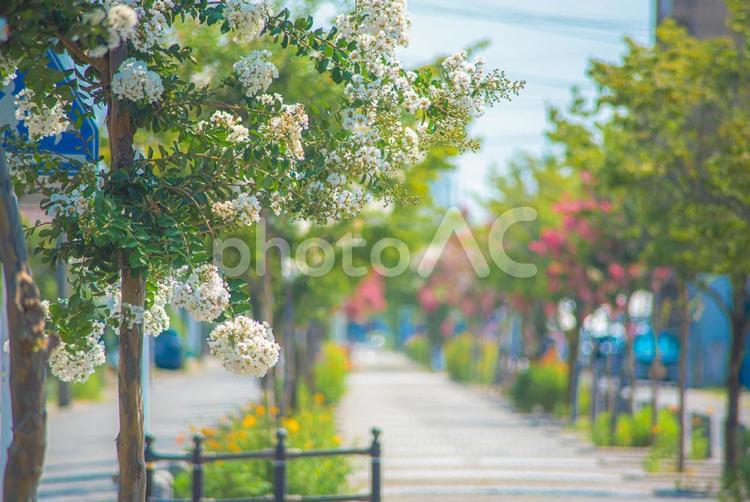 夏の風景　百日紅の咲く歩道６ 百日紅,花,植物の写真素材