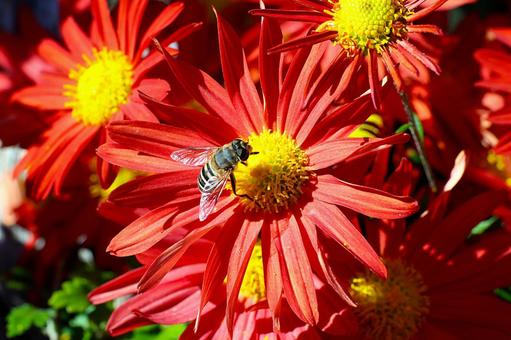 シマハナアブ シマハナアブ,菊,花の写真素材