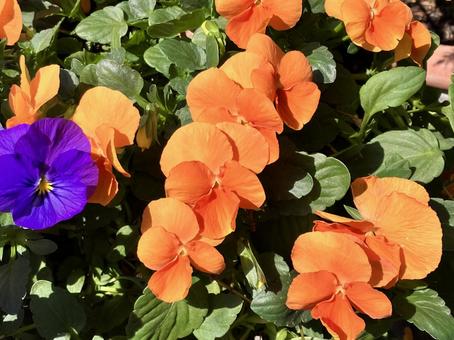 ガーデニングのビオラのオレンジ色の花 ガーデニングのビオラのオレンジ色の花の写真
