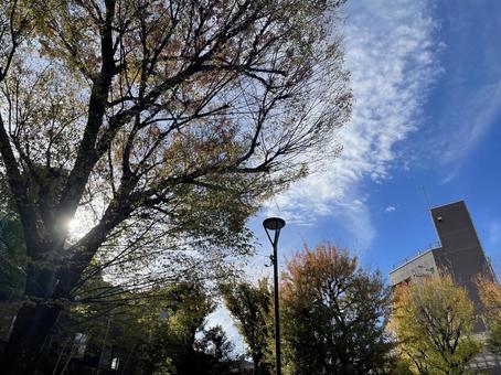 秋空 秋,紅葉,木漏れ日の写真素材