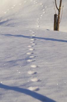 雪原の足跡の写真