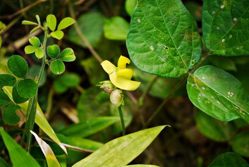 Long-legged pea flower, JPG