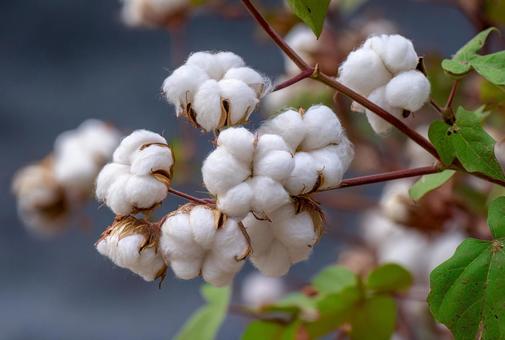 豊かに実った綿花の美しいクローズアップ 豊かに実った綿花の美しいクローズアップの写真