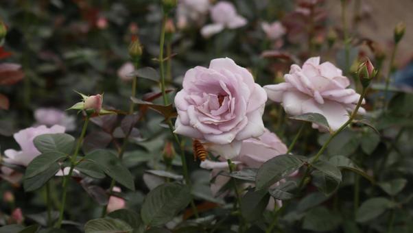 雨上がりの秋バラに恋して 薔薇,バラ,ピンクの写真素材